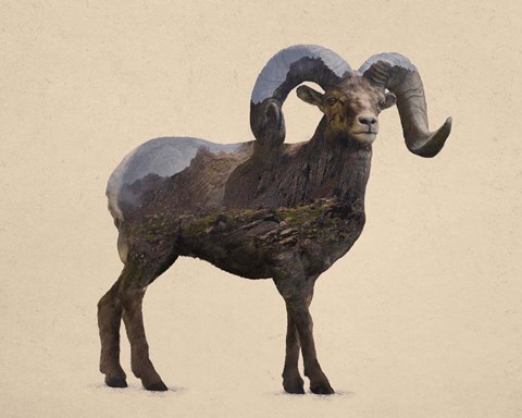 Framed Rocky Mountain Bighorn Print