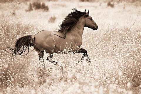 Framed Running Free Print