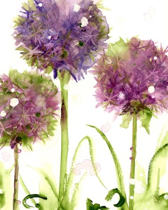 Framed Alliums Print
