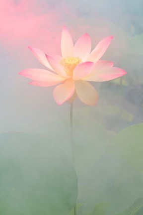 Framed Pink Passion Print