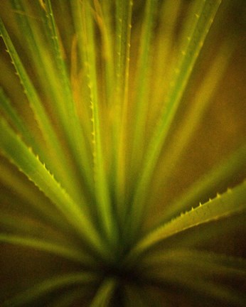 Framed California Monocot Print