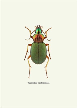 Framed Beetle Green Print