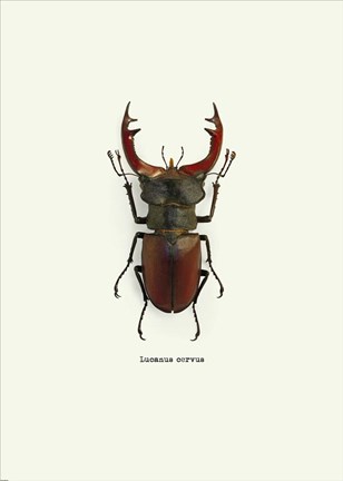 Framed Beetle Red Print