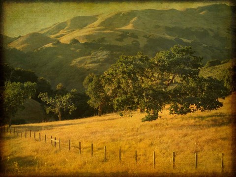 Framed Oak and Fence Print