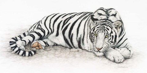 Framed Siberian Tiger Print