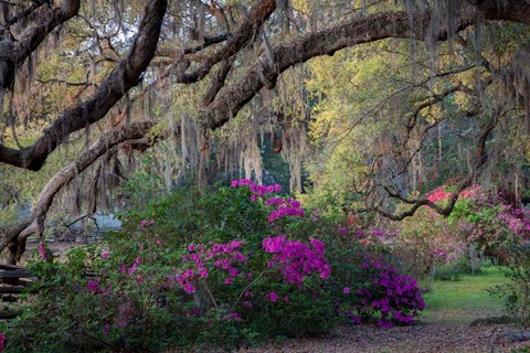 Framed Oaks and Azaleas Print