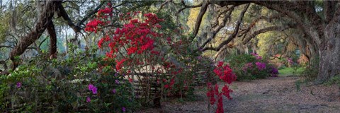 Framed Springtime Morning Print