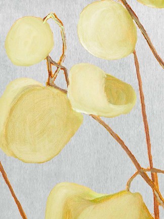 Framed Milkweed on Pale Gray Print