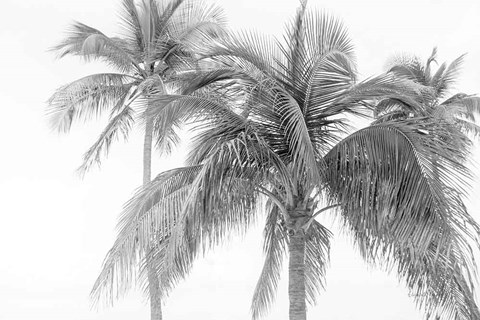 Framed Breezy IV Print