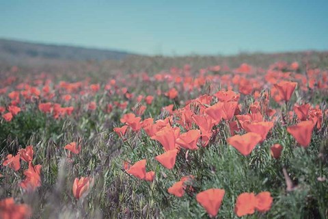 Framed California Blooms I Print