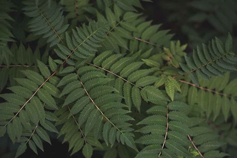 Framed Leafy VI Print