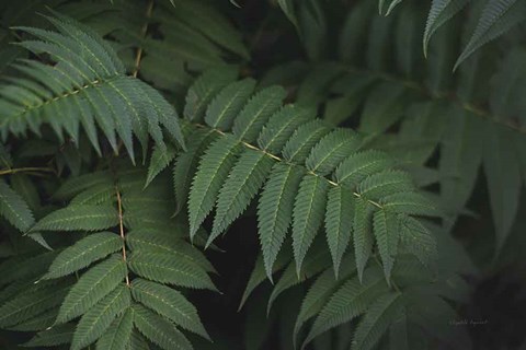 Framed Leafy V Print