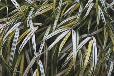 Framed Leafy IV Print