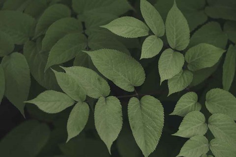 Framed Leafy II Print