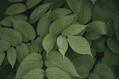 Framed Leafy I Print