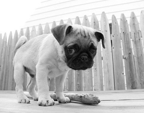 Framed Bentley Print