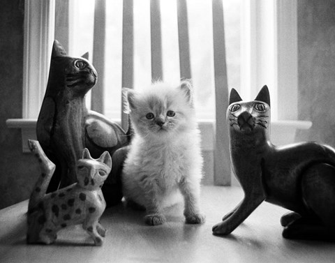 Framed Ragdoll Kitten Print