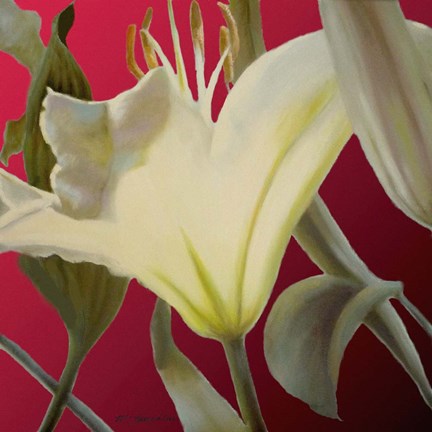 Framed Lily Red Print