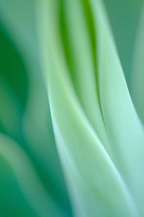 Framed Agave 3 Print