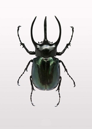 Framed Beetle 2 Print