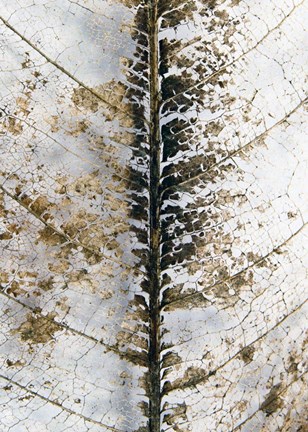 Framed Close Up Print