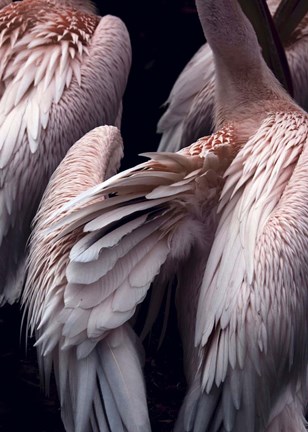 Framed Flamboyance 1 Print