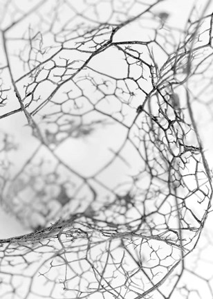 Framed Leaf Skeleton BW Print