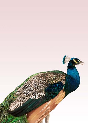 Framed Peacock on Pink Print