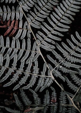 Framed Secret 6 Print