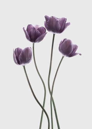 Framed Tulips Purple Print