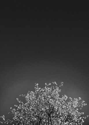 Framed Twinkling Lights 1 Print