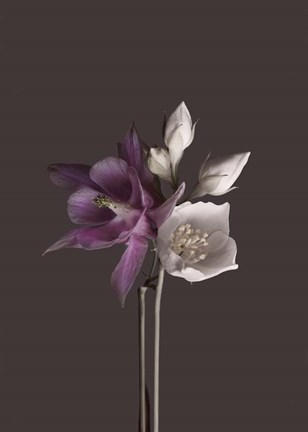 Framed Virtue 2 Print