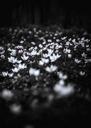 Framed Windflowers Print