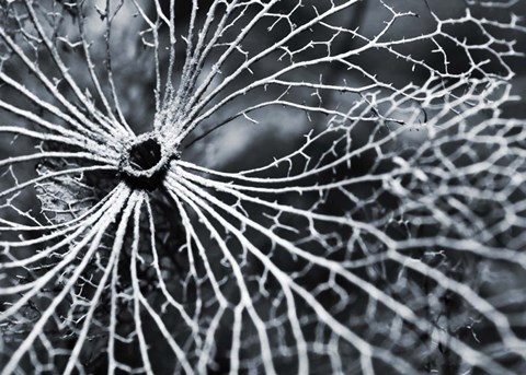 Framed Winterspell Print