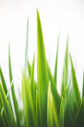 Framed Blades of Green No. 1 Print