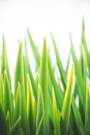 Framed Blades of Green No. 2 Print