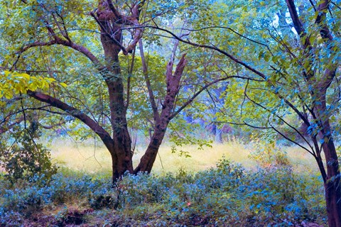 Framed Forgotten Day Dreams Print