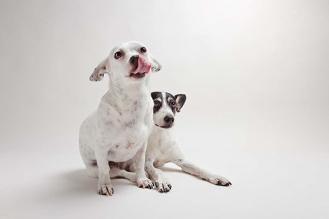 Framed Mouse &amp; Jack Print