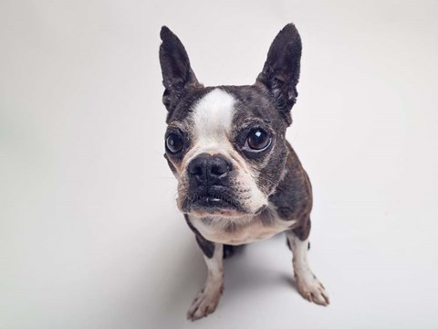 Framed Norton Moses Print