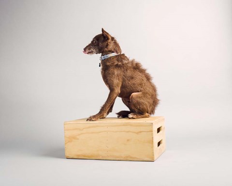 Framed Side Eye Print