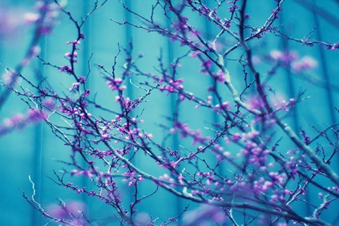 Framed Sacre Bleu Print