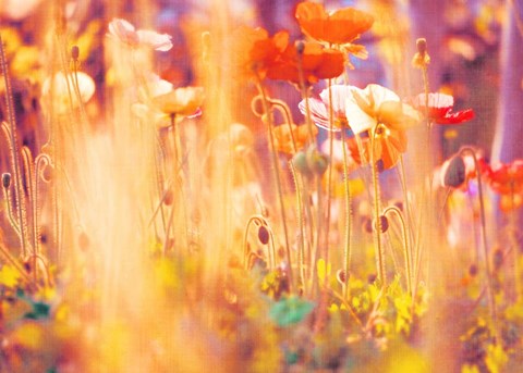 Framed I Am Alice Print