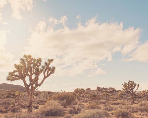 Framed Sunshine &amp; Joshua Trees Print