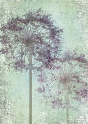 Framed Allium Globe Master Print