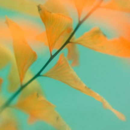 Framed Fern Dance 2 Print