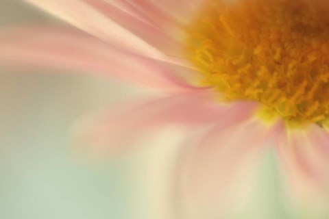 Framed Whisper Print