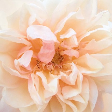 Framed Promise Rose Print