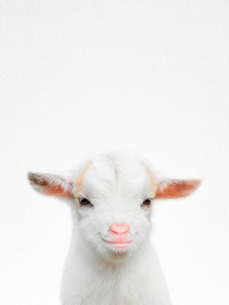 Framed Baby Goat Print