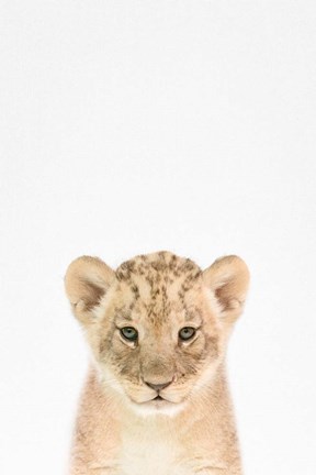 Framed Baby Lion Print