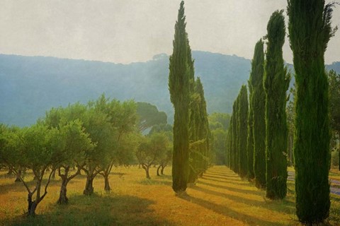 Framed Cypress Shadows Print